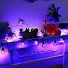 3meters 20 LED Spider String Lights Indoor Outdoor Home Decorations Halloween Lamp String Funny Halloween Party Props