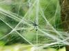 Spiderweb 40G 4 Spiders (300) Gab_A