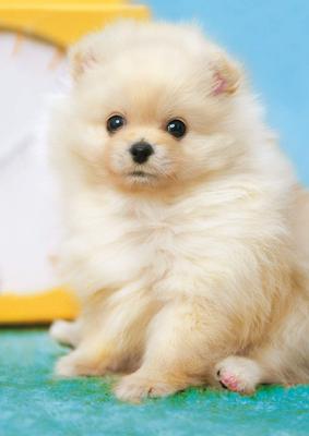 Epoch 108 Piece Jigsaw Puzzle Dog Fluffy Pomeranian X Includes Score Ticket Included EPOCH Creature/Pet (18.2 25.7cm) 01-071 Glue, Spatula,