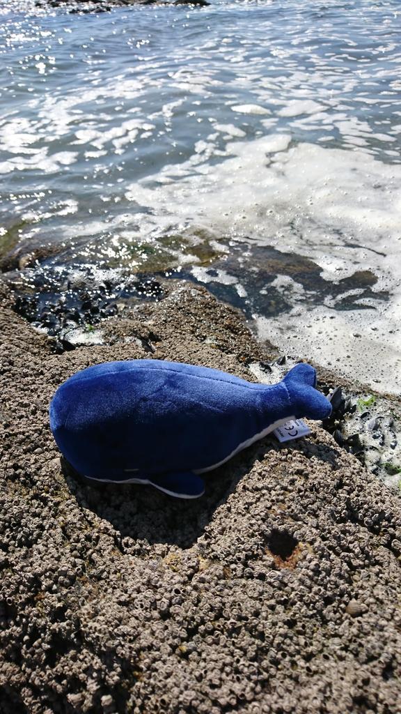 Livheart Mascot Marshmallow Animal Kanaloa the Whale length Fluffy and Squishy (Total approx. 14cm) 48657-63