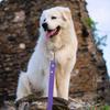 2CM Wide Waterproof Dog Leash Long Pvc Pet Leashes Easy To Clean Rope for Small Medium Large Big Dogs Walking Traning Lead