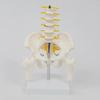 Human Pelvis Skeleton Model with Vertebrae Teaching Tools 5 Parts Assembled Children Educational Toy
