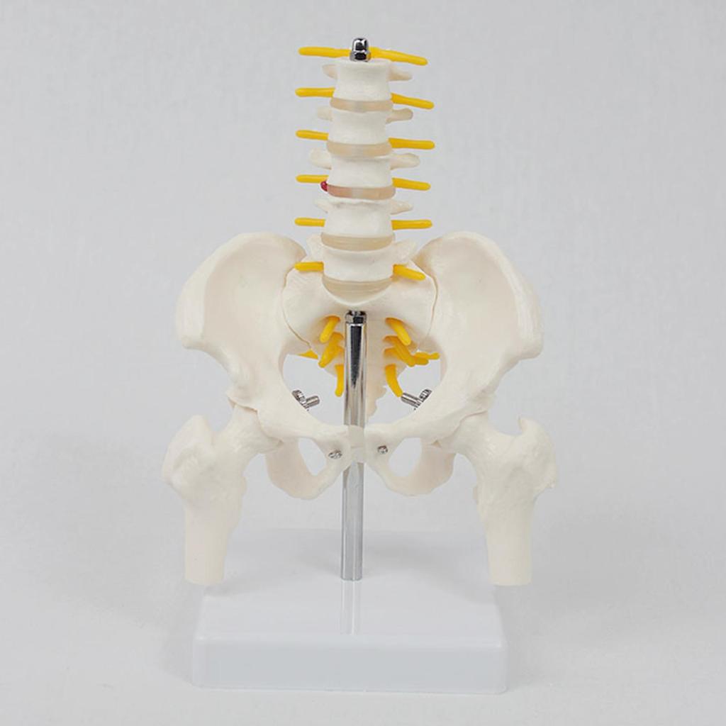 Human Pelvis Skeleton Model with Vertebrae Teaching Tools 5 Parts Assembled Children Educational Toy