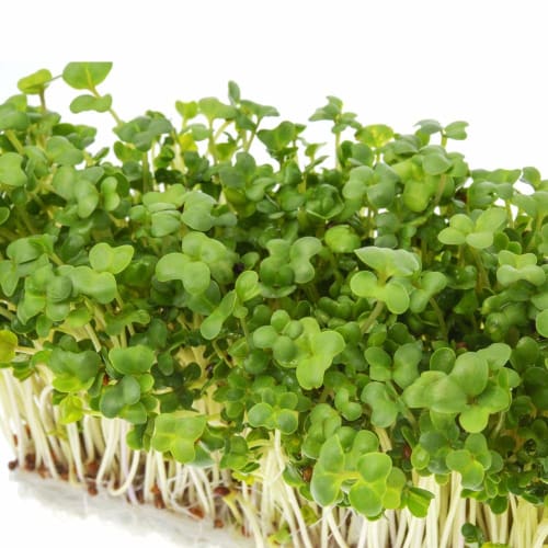 Sulforaphane (30-day supply) by Taiyodo Pharmaceutical, Broccoli Sprouts, Wasabi Powder, Acid-Resistant Capsules