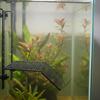 Schildkröten Sonnenplattform Robuste Kletterrampe Leicht für Wasserschildkröten