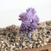 Beautifully Crafted Mini Artificial Succulents For Lifelike Home Office Decor