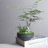 Retro Kiln Change Wenzhu Moss Ball Hydroponic Flower Pot Flower Arrangement Utensils Non-Porous Copper Coin Grass Green Dill Narcissus Pot