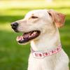 Yousheng Haustierabwehrhalsband Effektiv Verstellbar Wasserdicht Bedruckt Anti-Floh-Zeckenhalsband für Kleine Mittlere Große Hunde Katzen Welpen Haustierbedarf