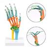 Anatomical Human Hand Bone Model with Movable Joints Color Coded Hand Bone Skeleton Model for Teaching Demonstration