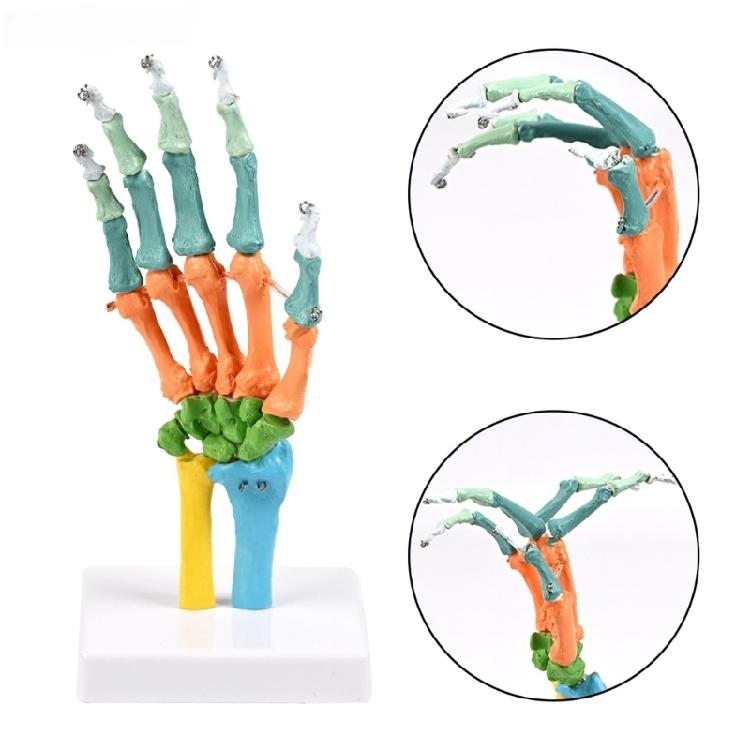 Anatomical Human Hand Bone Model with Movable Joints Color Coded Hand Bone Skeleton Model for Teaching Demonstration