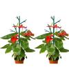 Plants Support Frame Plastic Stake Vegetables Plant Flower Rack Climbing Trellis