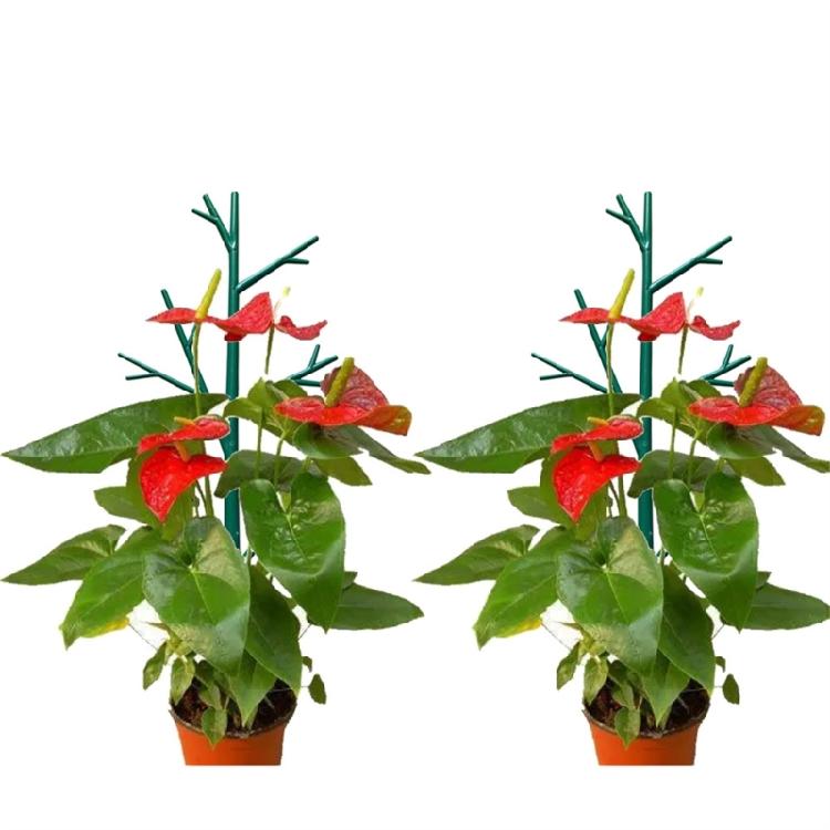 Plants Support Frame Plastic Stake Vegetables Plant Flower Rack Climbing Trellis