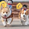 Костюм ковбоя для домашнього улюбленця Хеллоуїн Смішний Рольова гра Креативний Такса Чіхуахуа Мопс Бульдог Кошеня Цуценя Домашній улюбленець Новинка Святковий костюм