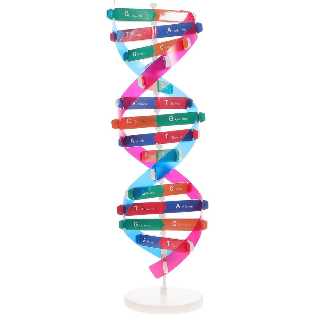 NUOBESTY Double Helix DNA Model Kit DNA Structure Models Human Genes Learning Kit for Biological Teaching Prop