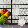 Wall Mounted Bird Cage Water Feeder Pin-Touch Automatic Parrot Water Dispenser No Drip Transparent Bird Cage Waterer