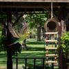 Hanging Coconut Bird House with Ladder,Natural Coconut Fiber Shell Bird Nest for Parrot Parakeet Lovebird Finch Canary,Coconut Hide Bird Swing Toys