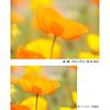 KENKO Lens Filter MC Pro Softon (B) N 67mm for Soft Effect 197639