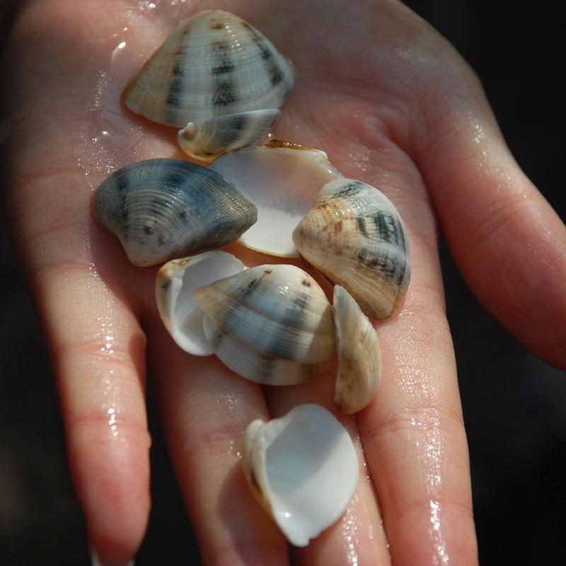 

DIY Decorative Sea Shells: Starfish, Snails, Clams & Scale Triangle Spoons for Landscaping & Ornaments