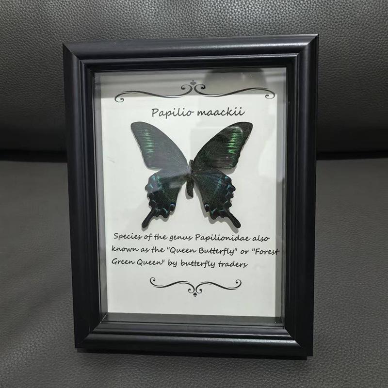 European & American Style Retro Real Butterfly Specimen Display: Glass Photo Frame for Tabletop Decor with Small Pets, Cats, & Reptiles