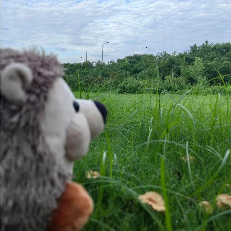 18cm Söt Simulering Brun Igelkott Plyschdocka Gosedjur Mjuka Gosedjur Leksaker för Barn Flickor Pojkar Barn Heminredning