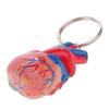 2 Stück Menschliches Herz Schlüsselanhänger Mini Modell Skelett Bewegliches Gelenk PVC Material Geeignet für