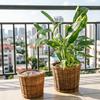 Wicker Planter Basket with Waterproof Liner Handwoven Natural Brown Willow Flowerpot