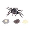 Lifelike Spider Growth Cycle Model Insect Figurines Life Cycle Giant Whiteknee Spider Model