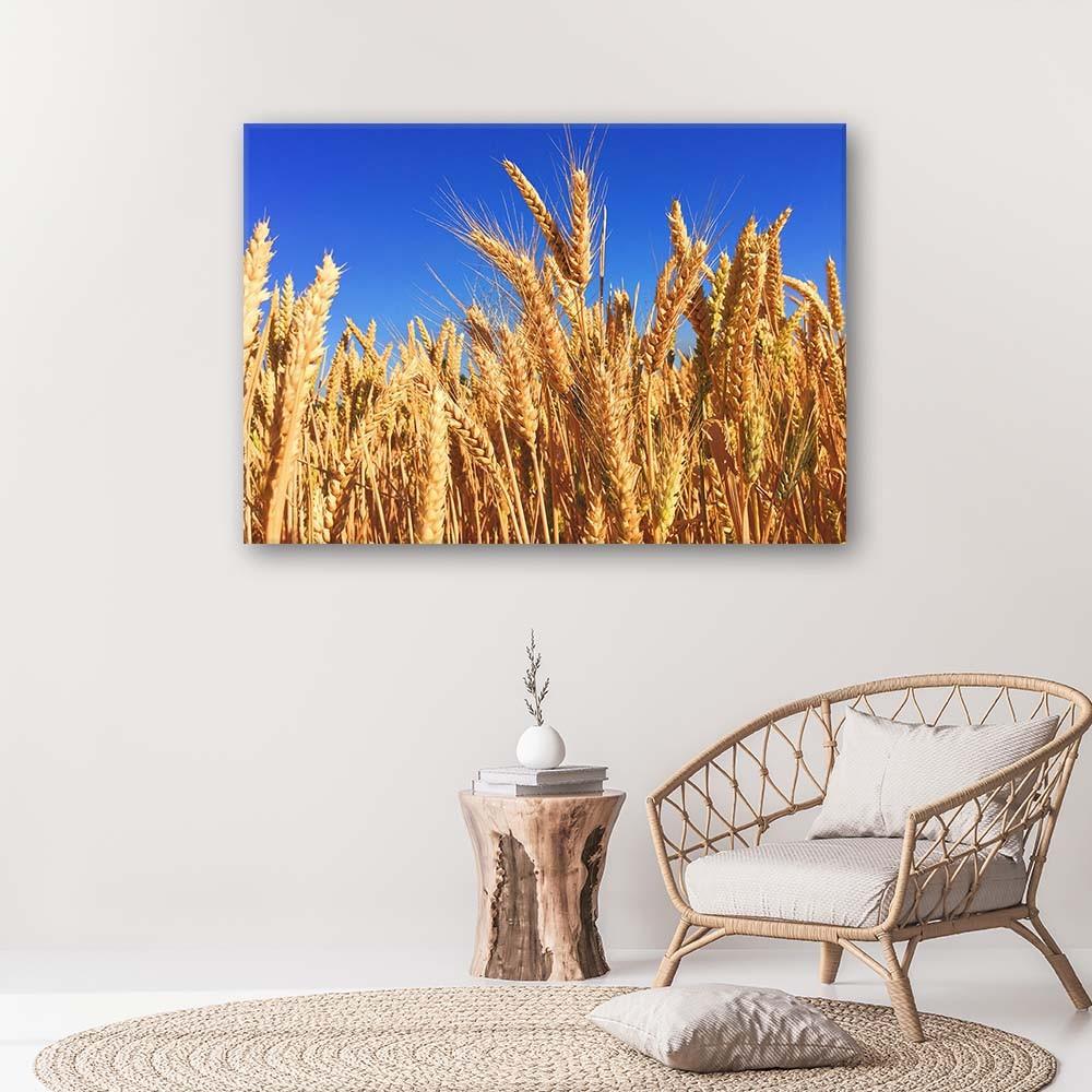 Canvas print, Cloudless sky and grain