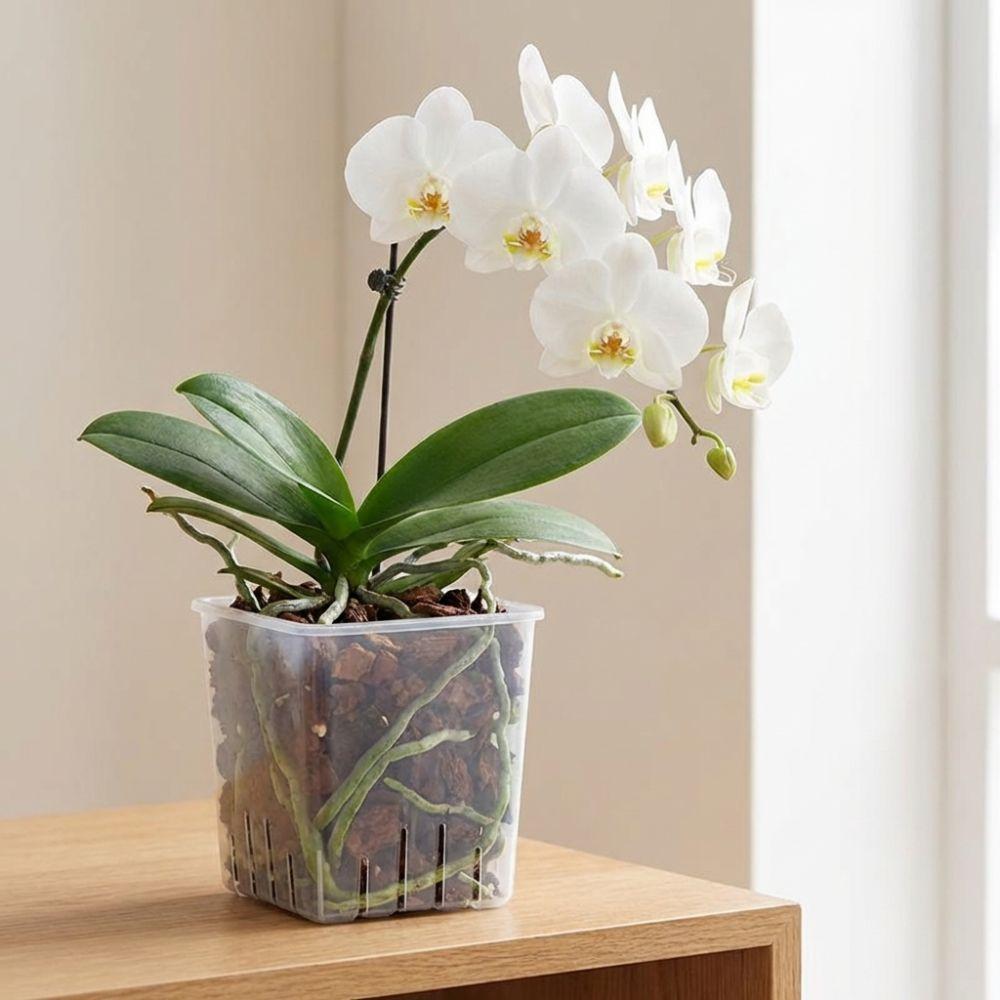 Square Clear Flower Pots Ventilated Drainage Holes Breathable Seedling Cups Indoor Orchid Growing