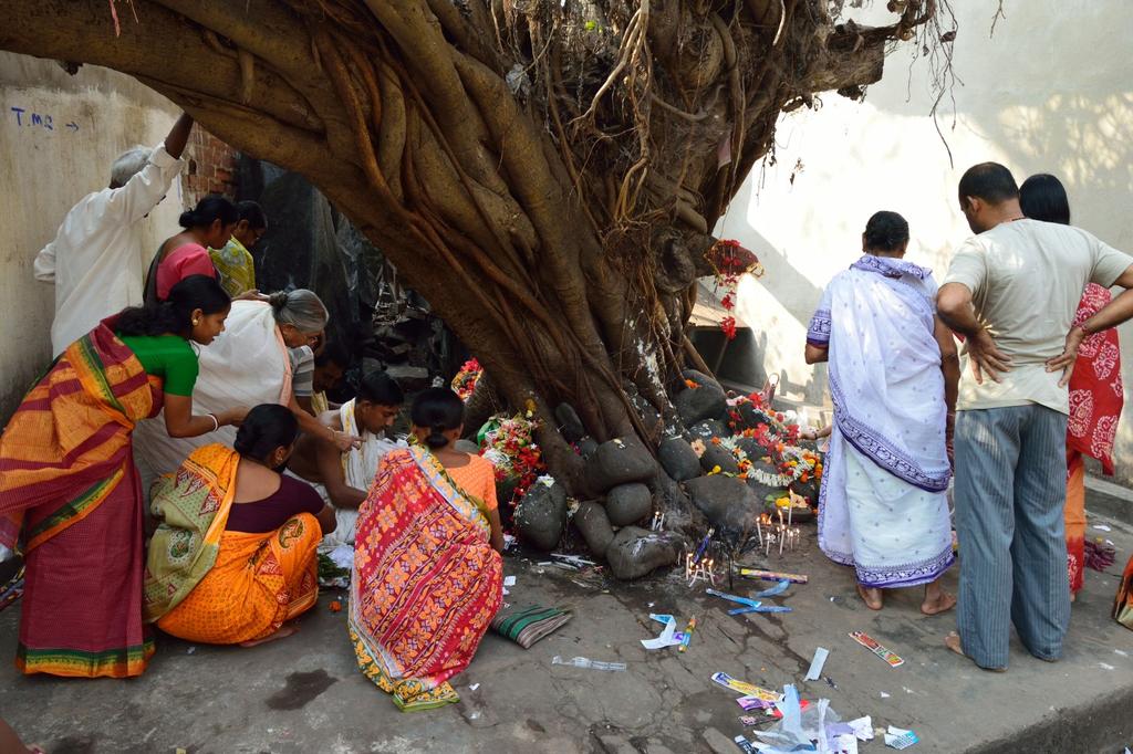 SAFLAX Peepul Tree / Sacred Fig - 100 Seeds - Ficus Religiosa