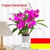 Aromatyczna plama atramentu Dendrobium Storczyk Doniczka hydroponiczna