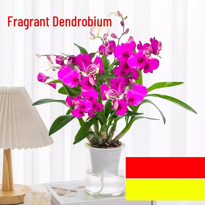 Aromatyczna plama atramentu Dendrobium Storczyk Doniczka hydroponiczna
