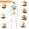 2025 Halloween Skull Skeleton 90cm Posable Skeleton Human Shape Bones Halloween Party Home Decorations Haunted House Horror Prop