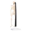 Human Skeleton Model 42cm Detachable Flexible Lightweight PVC Mini Teaching Skeleton Model