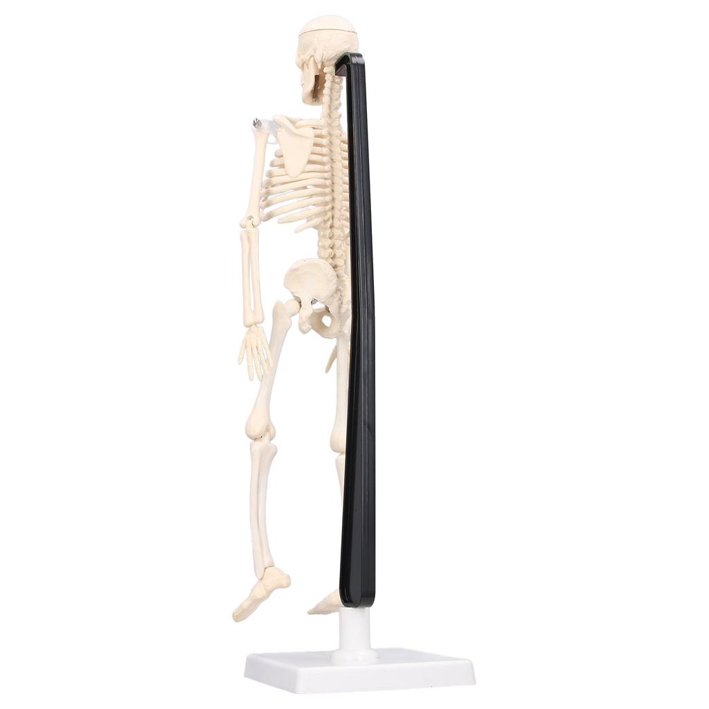 Human Skeleton Model 42cm Detachable Flexible Lightweight PVC Mini Teaching Skeleton Model