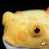 Cute Pigmy Boxfish Fish Plush Dolls Simulation Marine Animals Fish  Plush Educational Toys