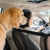 Car Trunk Fence Pet Dog Cat Isolation Protective Net Sturdy Durable Elastic Isolation Nets Pets Safety Fence For Any Vehicle