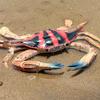 Oenux Simulation Ocean Sea Life Animals Model Lovely Crab Action Figures Toy Cake Toppers Collection Jouet Kids Education Gift