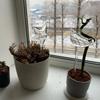 1-12PCS Automatic Plant Watering Bulb PVC Bird Shaped Transparent Self Watering Bulbs Home Garden Plant Dropper Drip Irrigation
