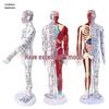60cm TCM Acupuncture Teaching Model: Human Meridian Acupoint, Half-Skin/Half-Muscle Anatomical Model.