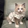 Thin Shirts Dog Costume Cat Dresses Cute Puppy Skirt Pet Outfits Summer Dog Clothes  Chihuahua
