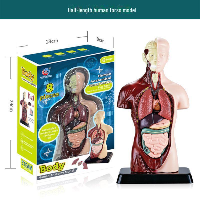 3D Detachable Human Organ Model for Kids - DIY Medical Simulation Toy