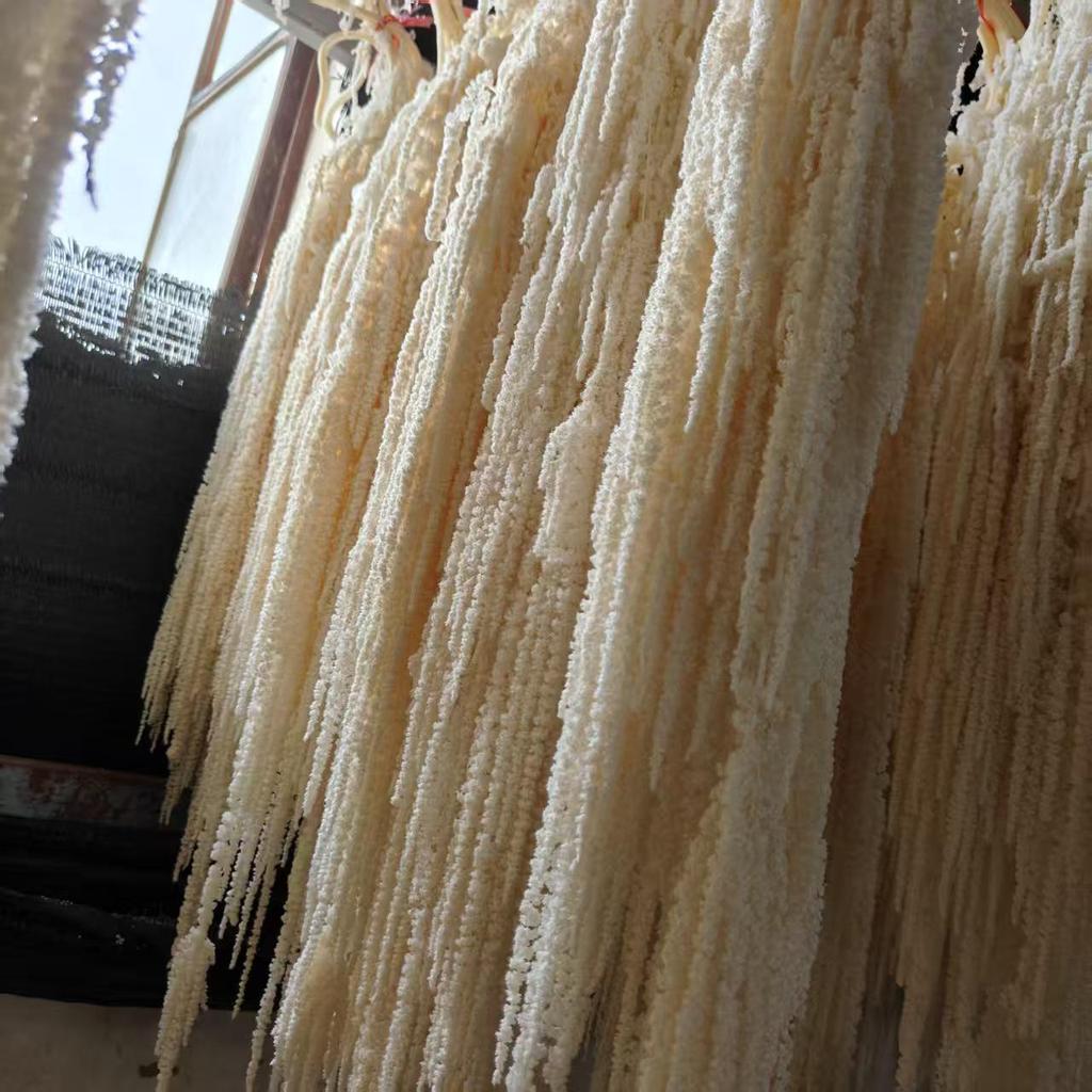 Hanging Rice Dried Preserved Flowers Wedding Decor 'Lover's Tears'