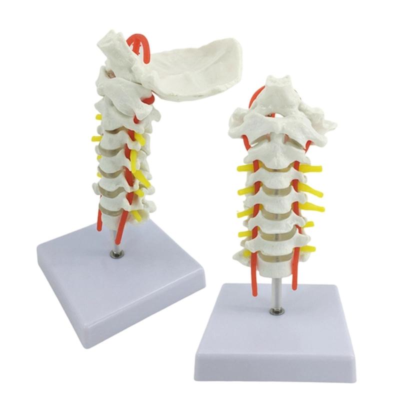 Anatomical Cervical Vertebrae Model Featuring Arteries Nerves Vertebral Discs Medicals Training Tool