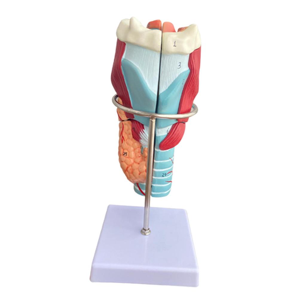 Human Larynx Model Teaching Tool 2x Enlarged Intuitive Educational Display for Research School