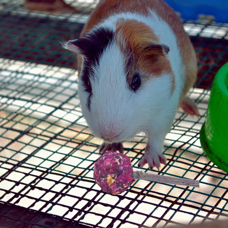 Królik Molar Lollipop Grass Ball Naturalne ręcznie robione artykuły dla zwierząt domowych dla chomików świnki morskiej szynszyli