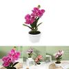 Realistic Silk Phalaenopsis Artificial Plant For Indoor Decoration And Photography Backgrounds