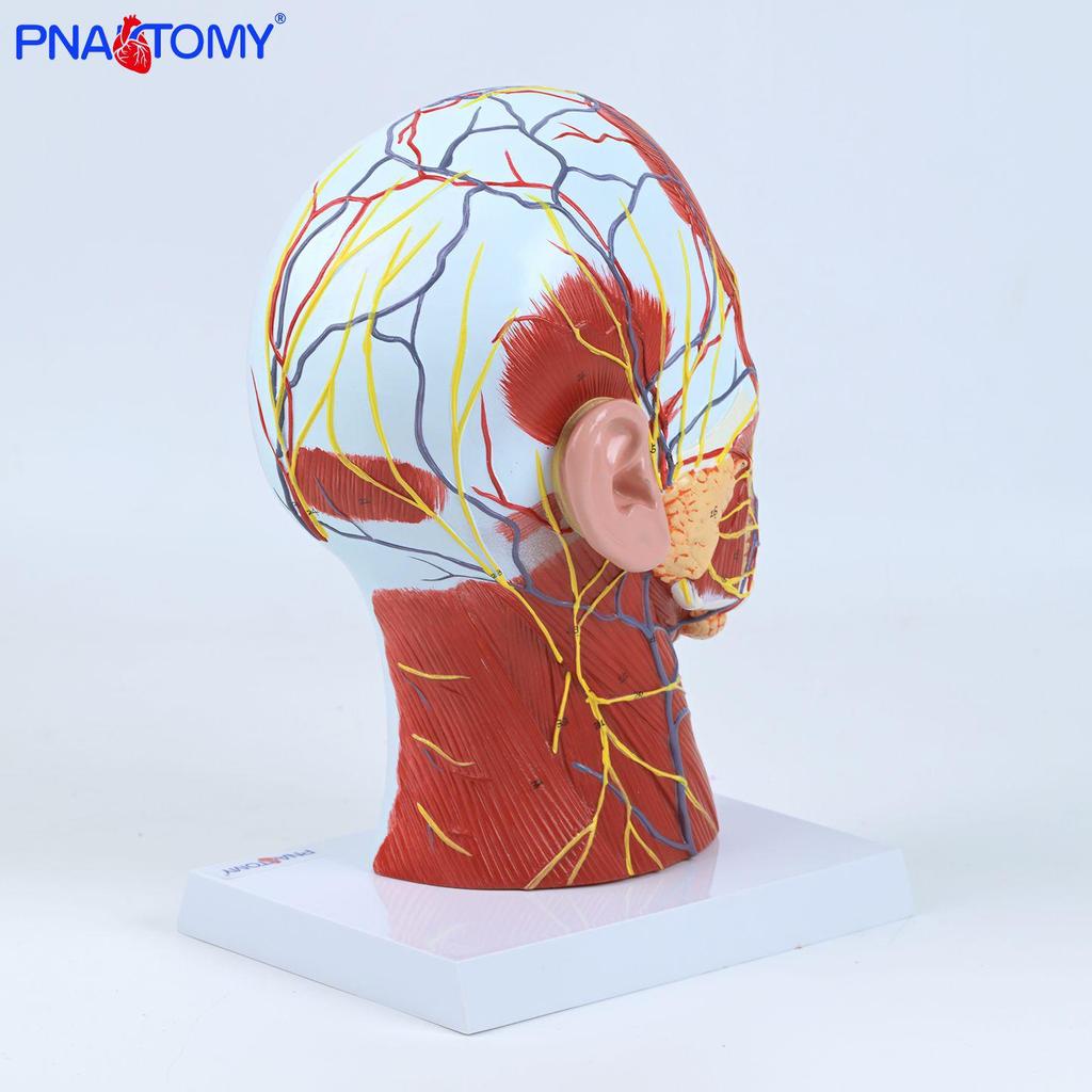 1:1 Human Brain Section with Superficial Nerves & Blood Vessels for Pharynx & Neck Teaching