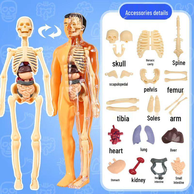 Human Skeleton & Organs Model for Medical Teaching and Science Education