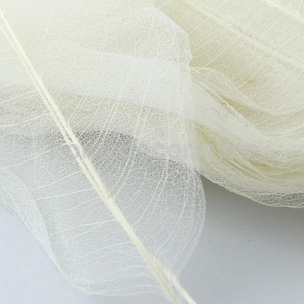 50Pcs Natural Magnolia Skeleton Leaf Leaves DIY Crafts Card Making Scrapbooking White